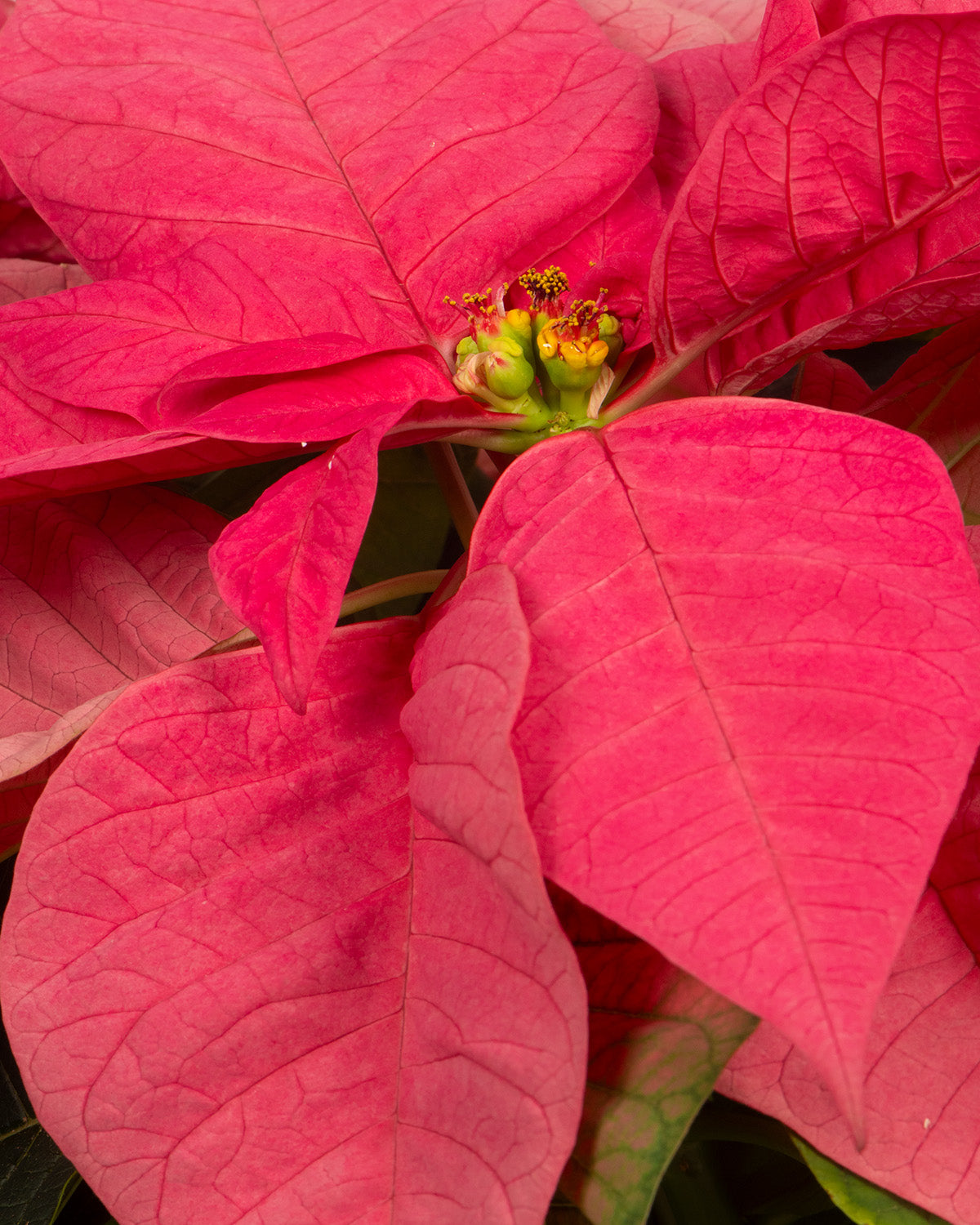 Pink Poinsettia
