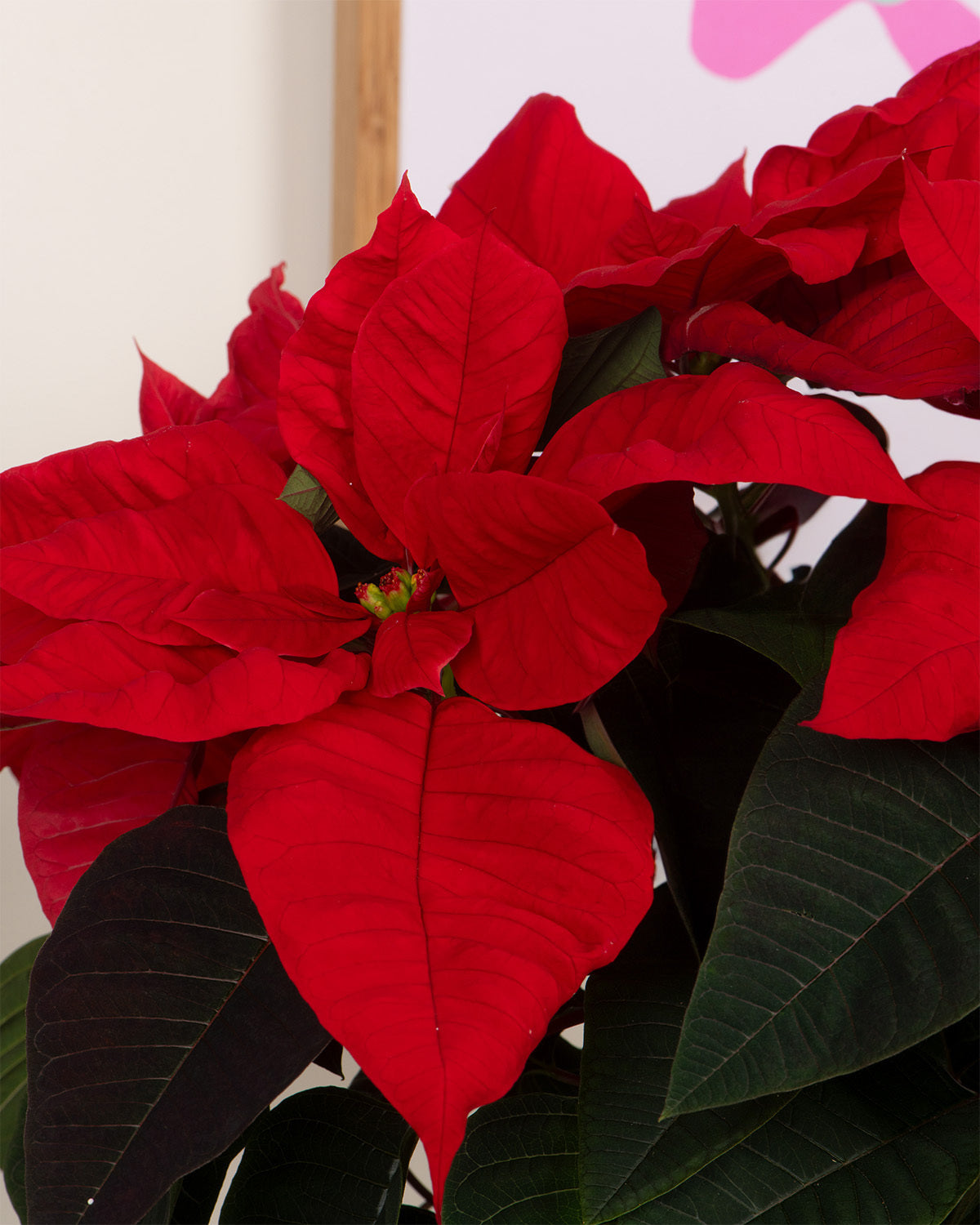 Red Poinsettia