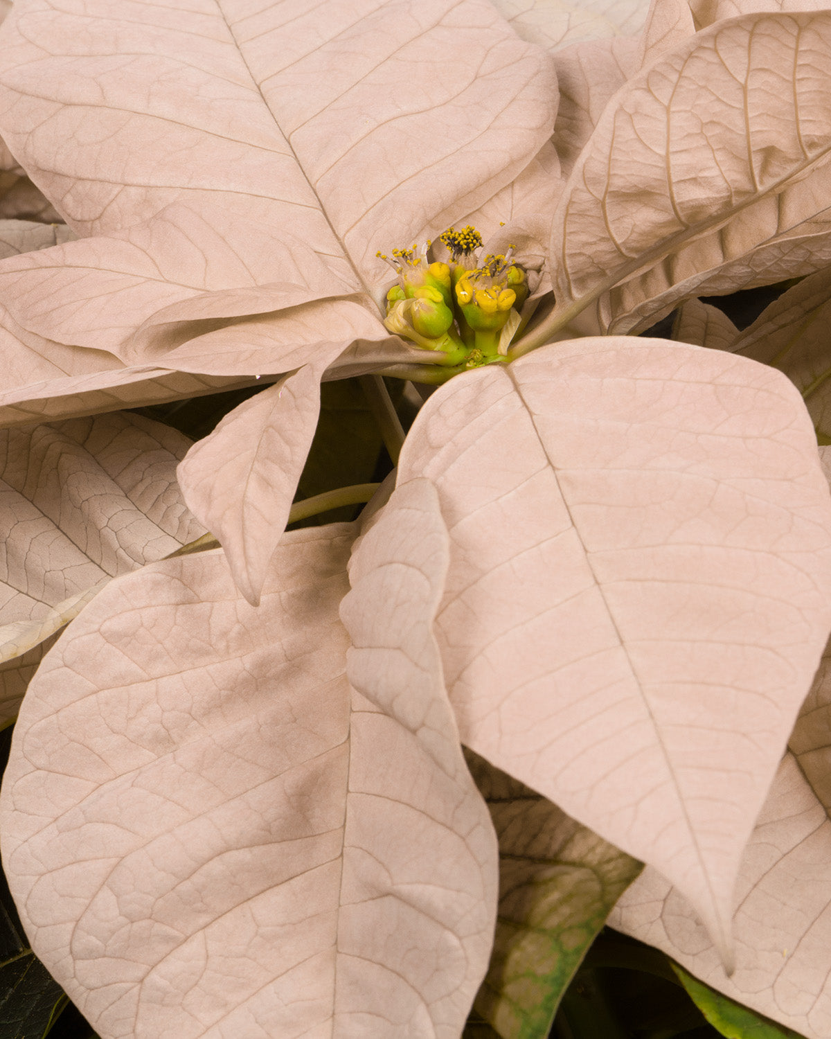 White Poinsettia