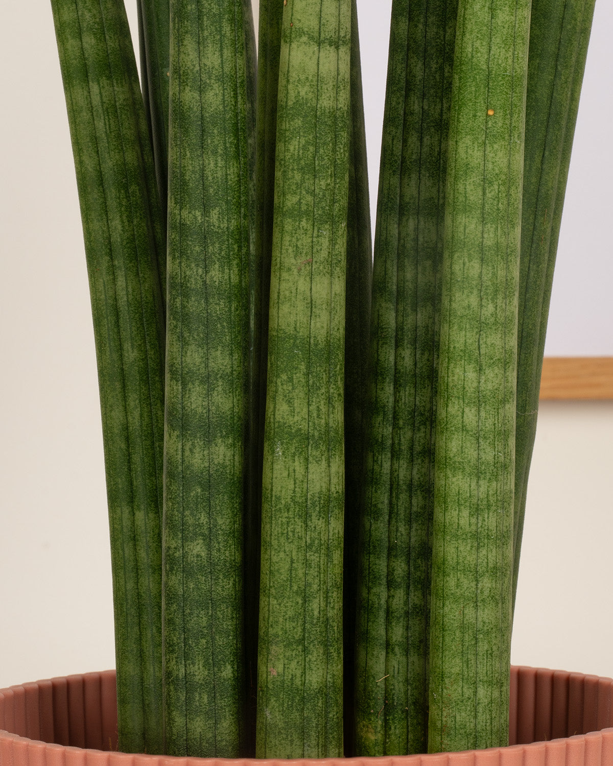 Spear Snake Plant