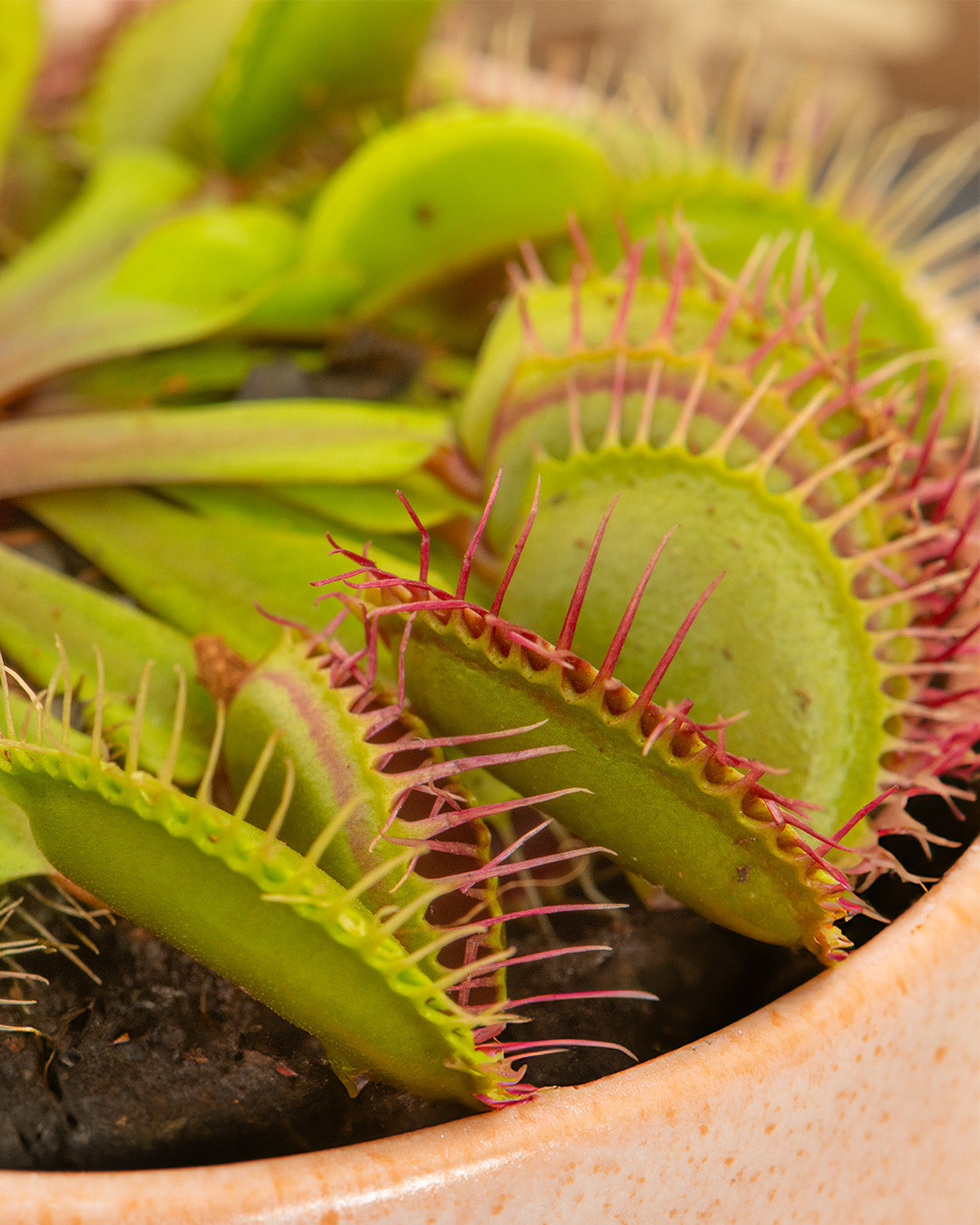 Venus Fly Trap