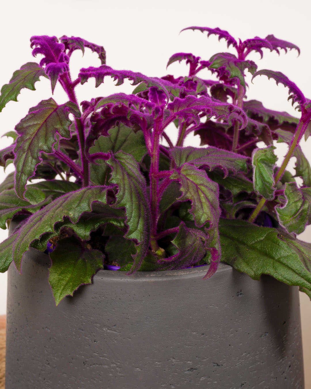 Gynura Purple Passion - Plante Violette Veloutée En Pot 12cm