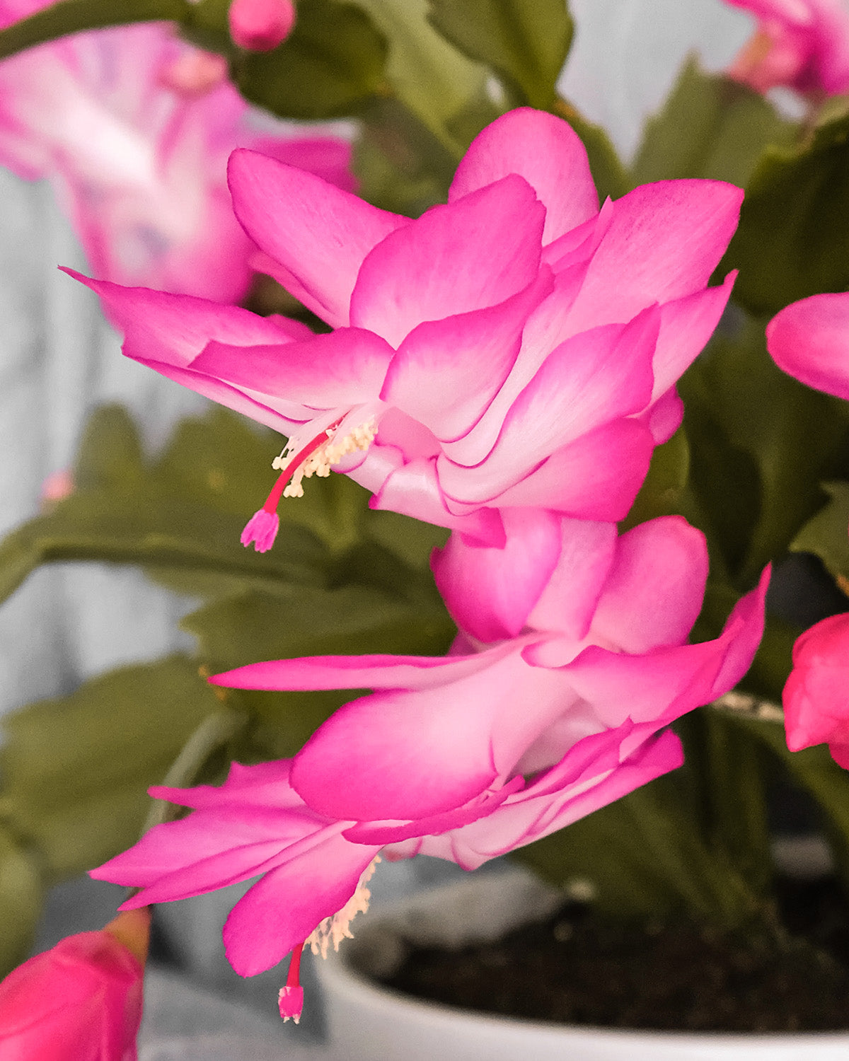 Pink Christmas Cactus