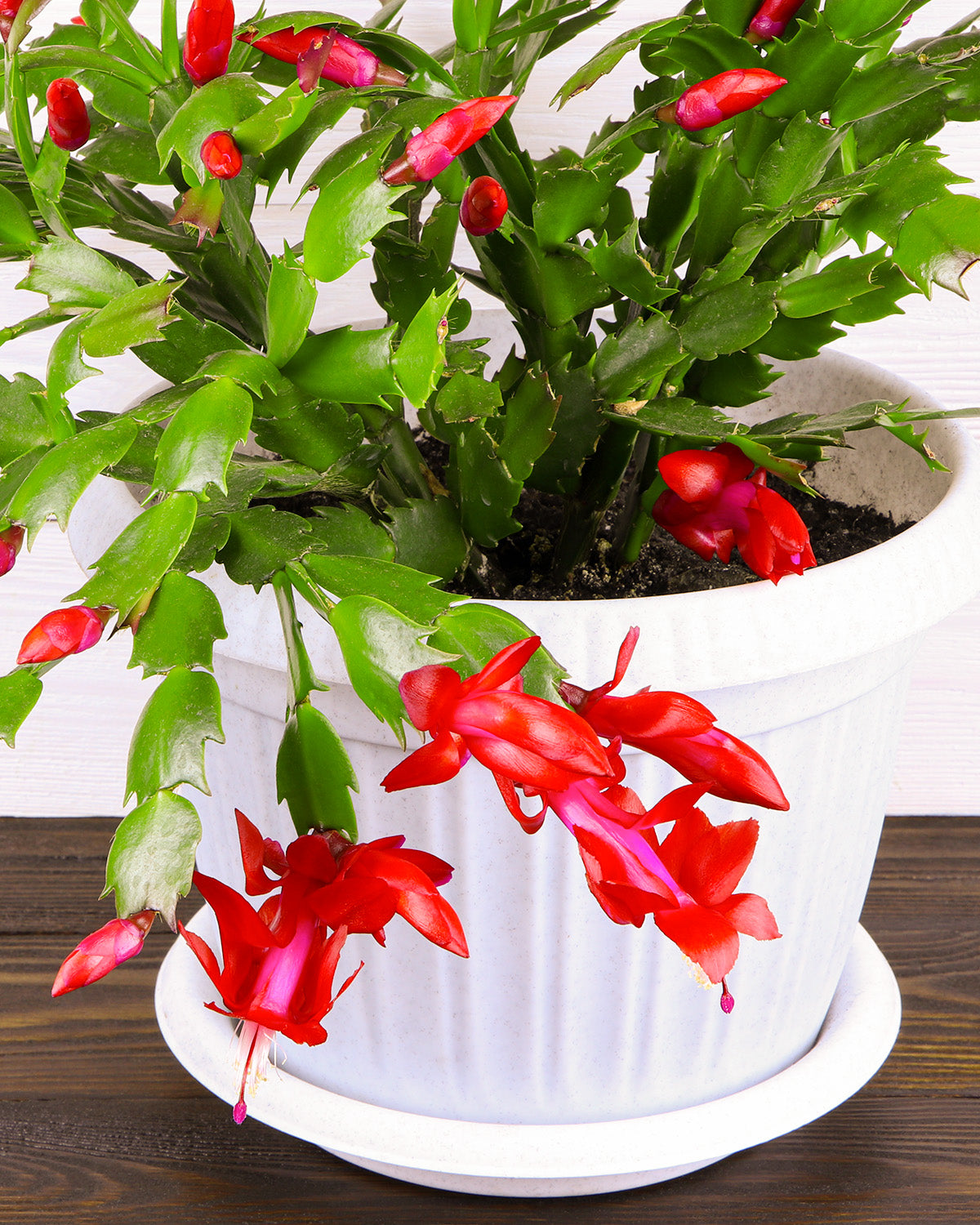 Red Christmas Cactus