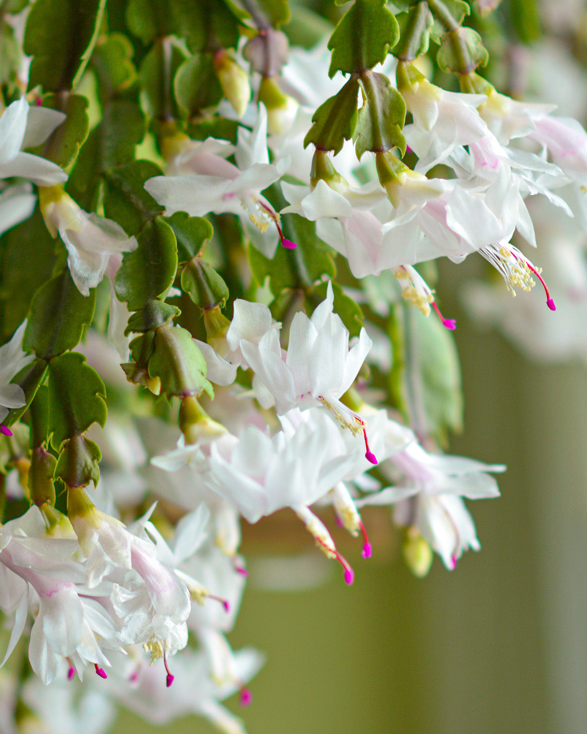 White Christmas Cactus
