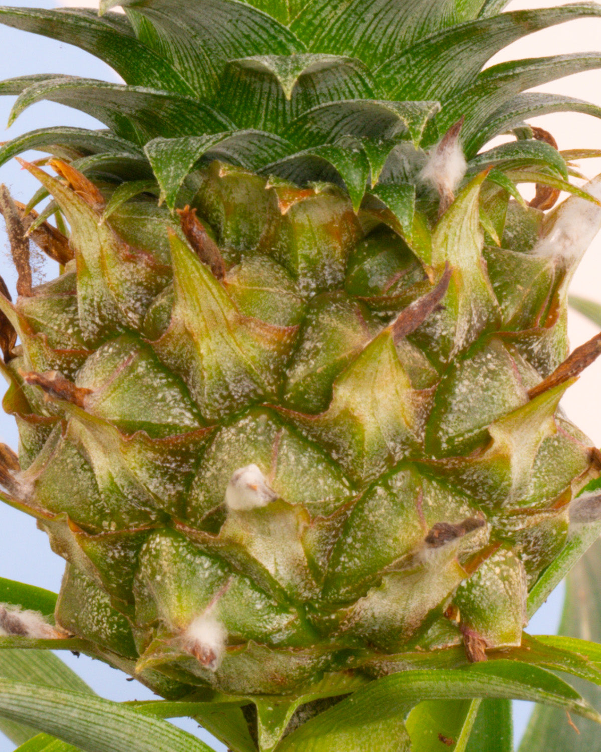 Pineapple Plant