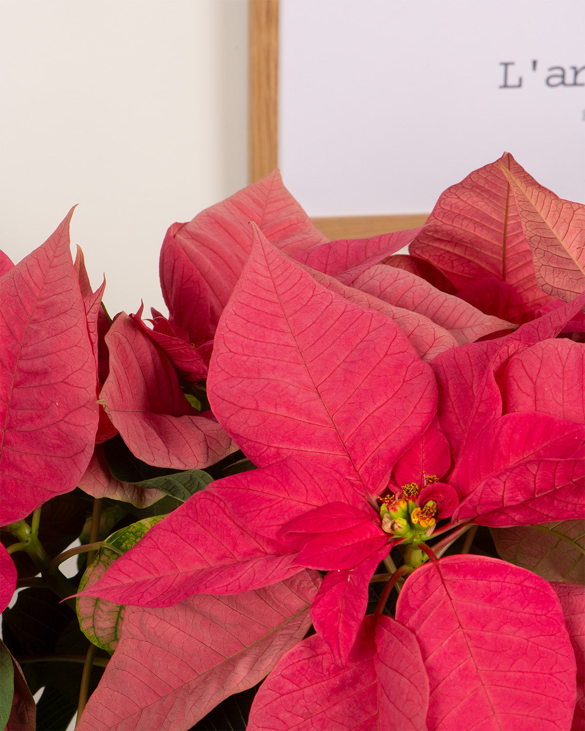 Pink Poinsettia