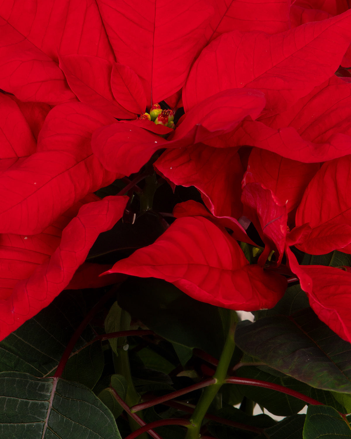 Red Poinsettia