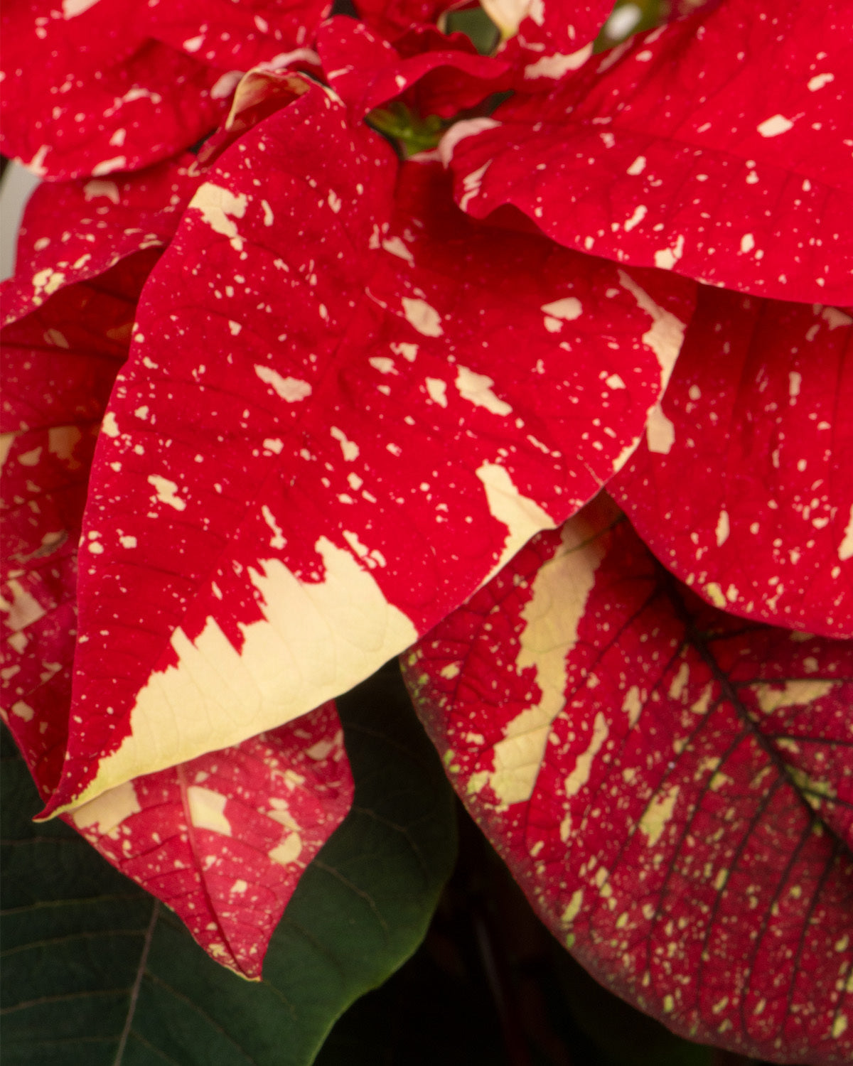 Glitter Poinsettia