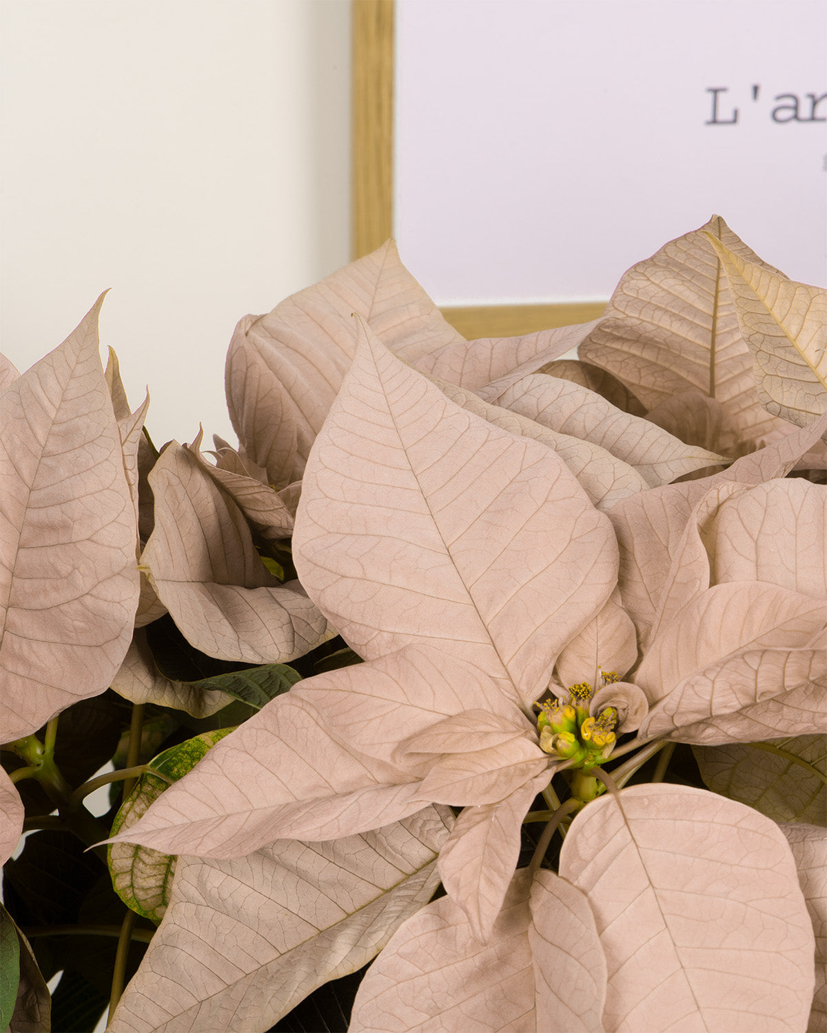 White Poinsettia