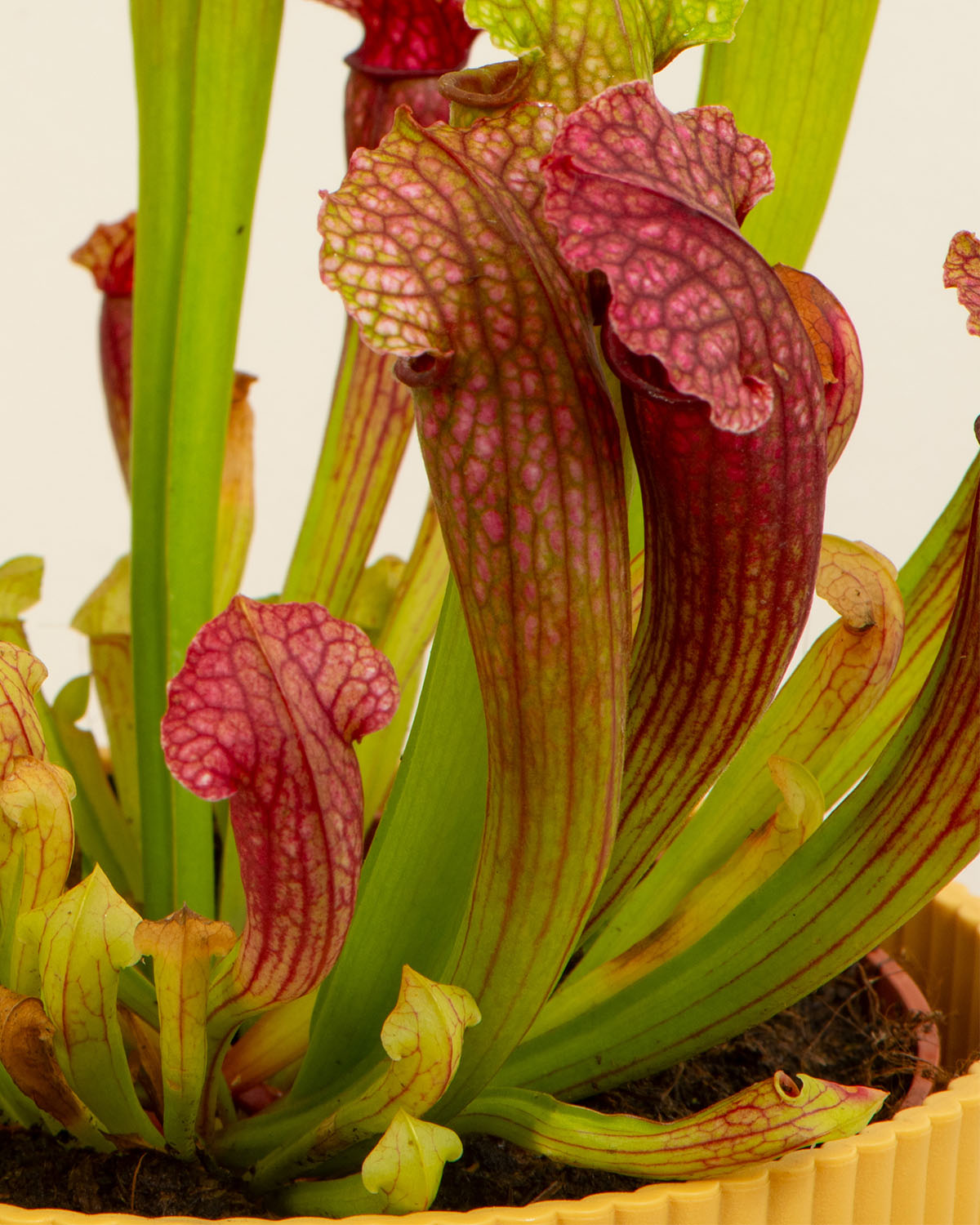 Trumpet Pitcher Plant