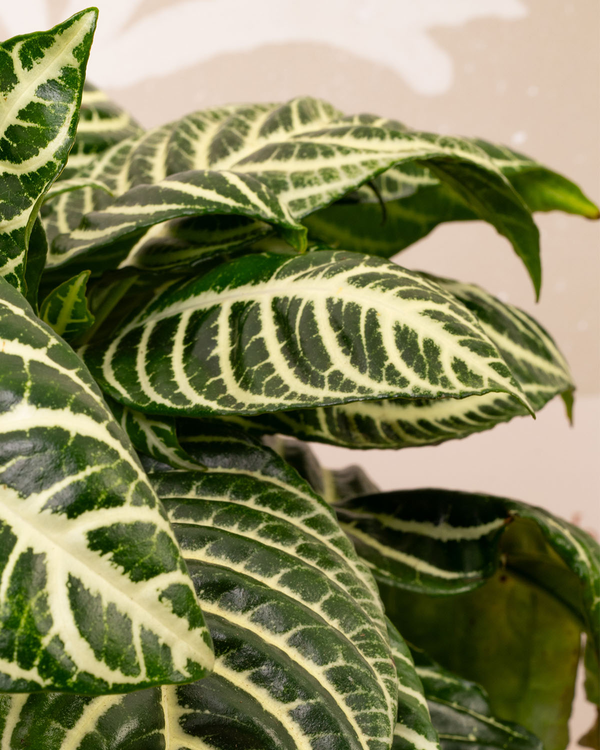 Aphelandra Squarrosa: plante ornementale avec son feuillage zébré Aphelandra Squarrosa: plante ornementale avec son feuillage zébré