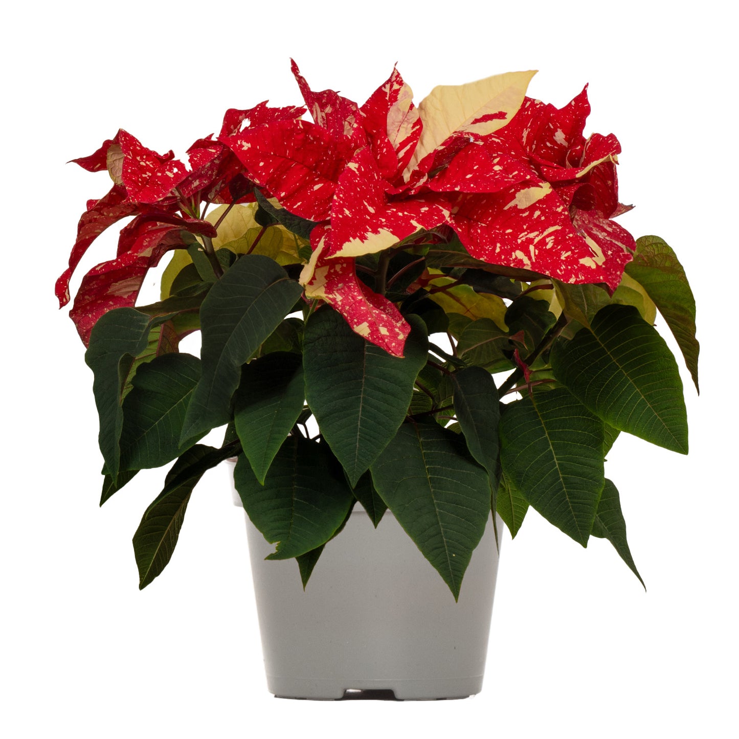 Glitter Poinsettia