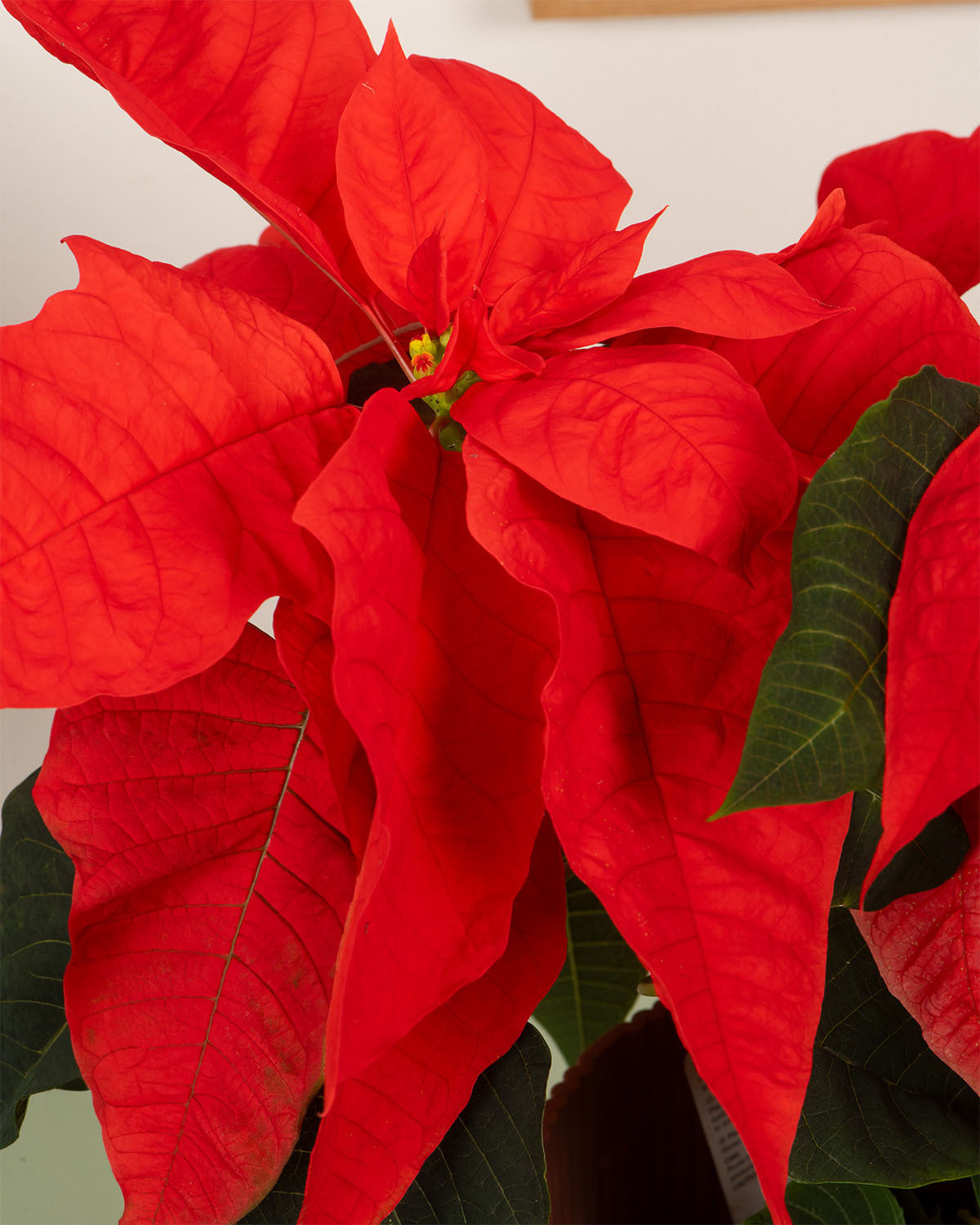 Orange Poinsettia