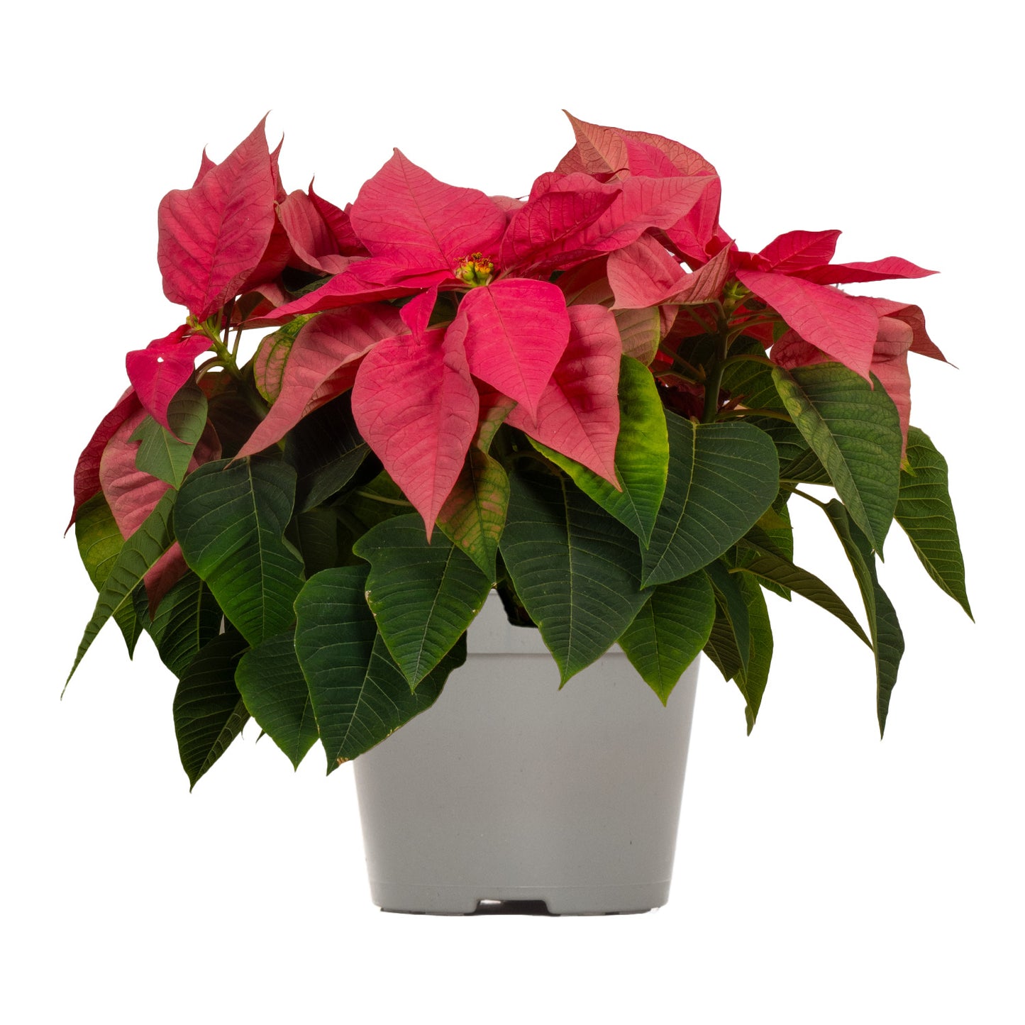 Pink Poinsettia