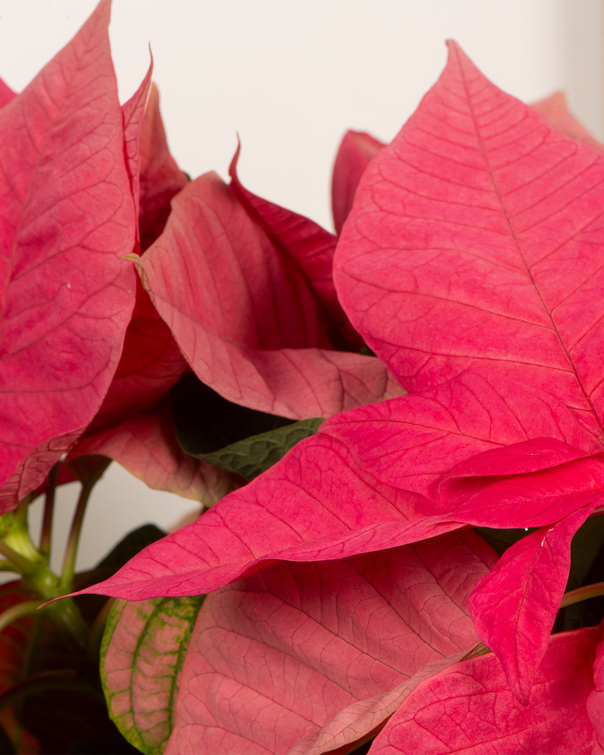 Pink Poinsettia