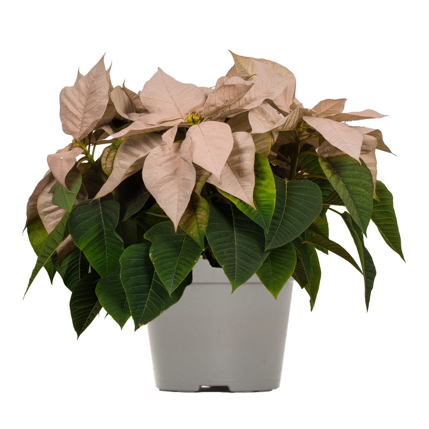White Poinsettia