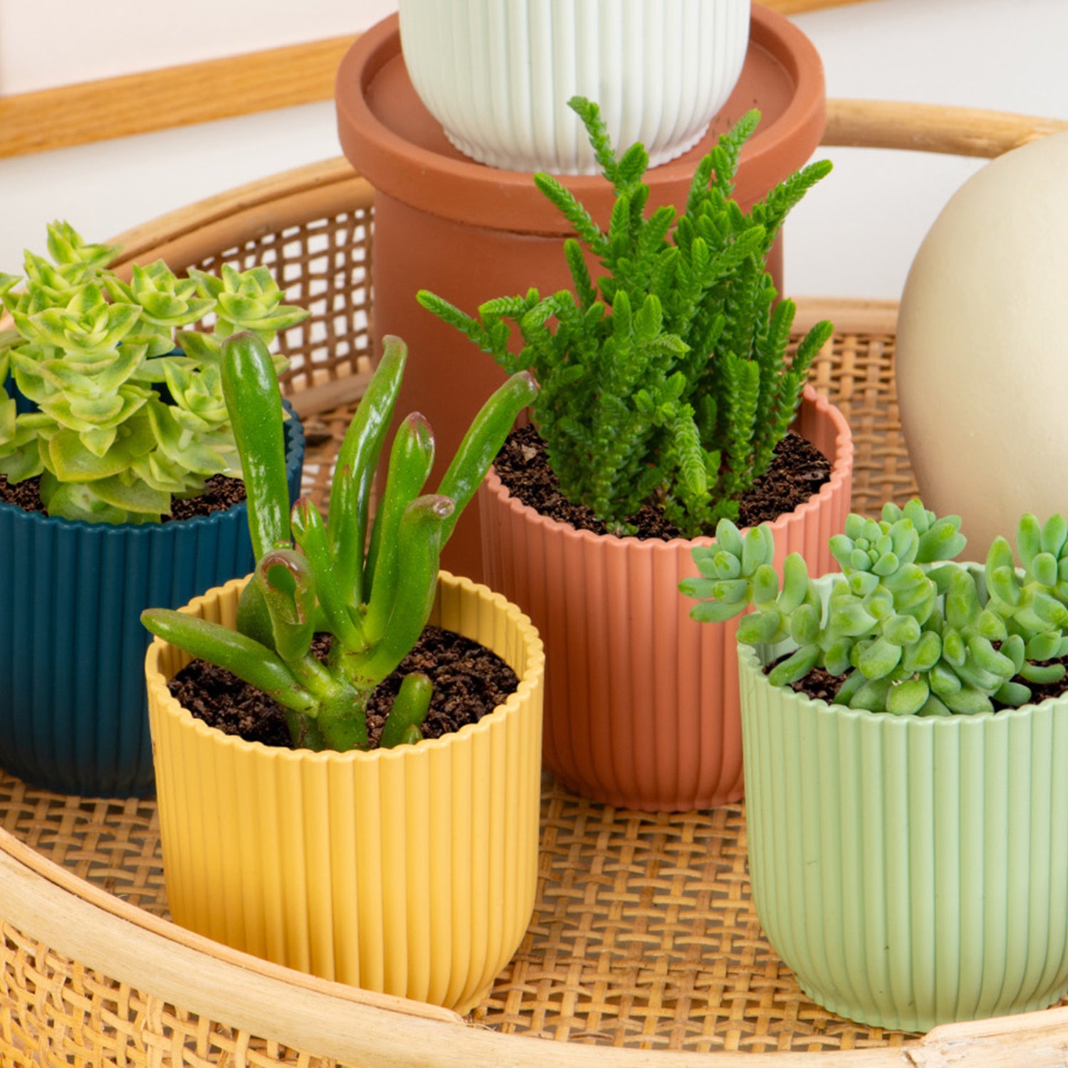succulent plant nursery uk Succulent Mix