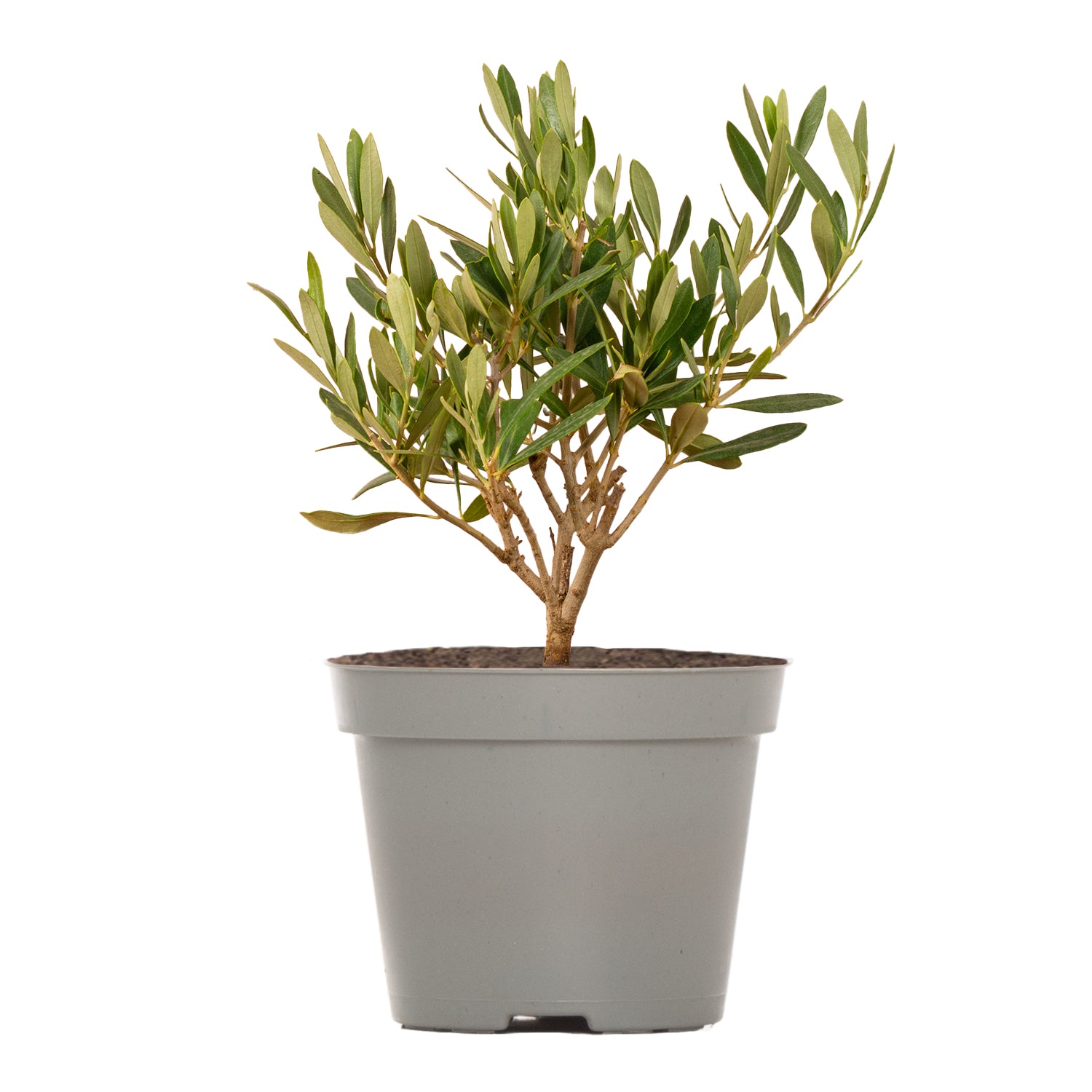 Olive Tree
