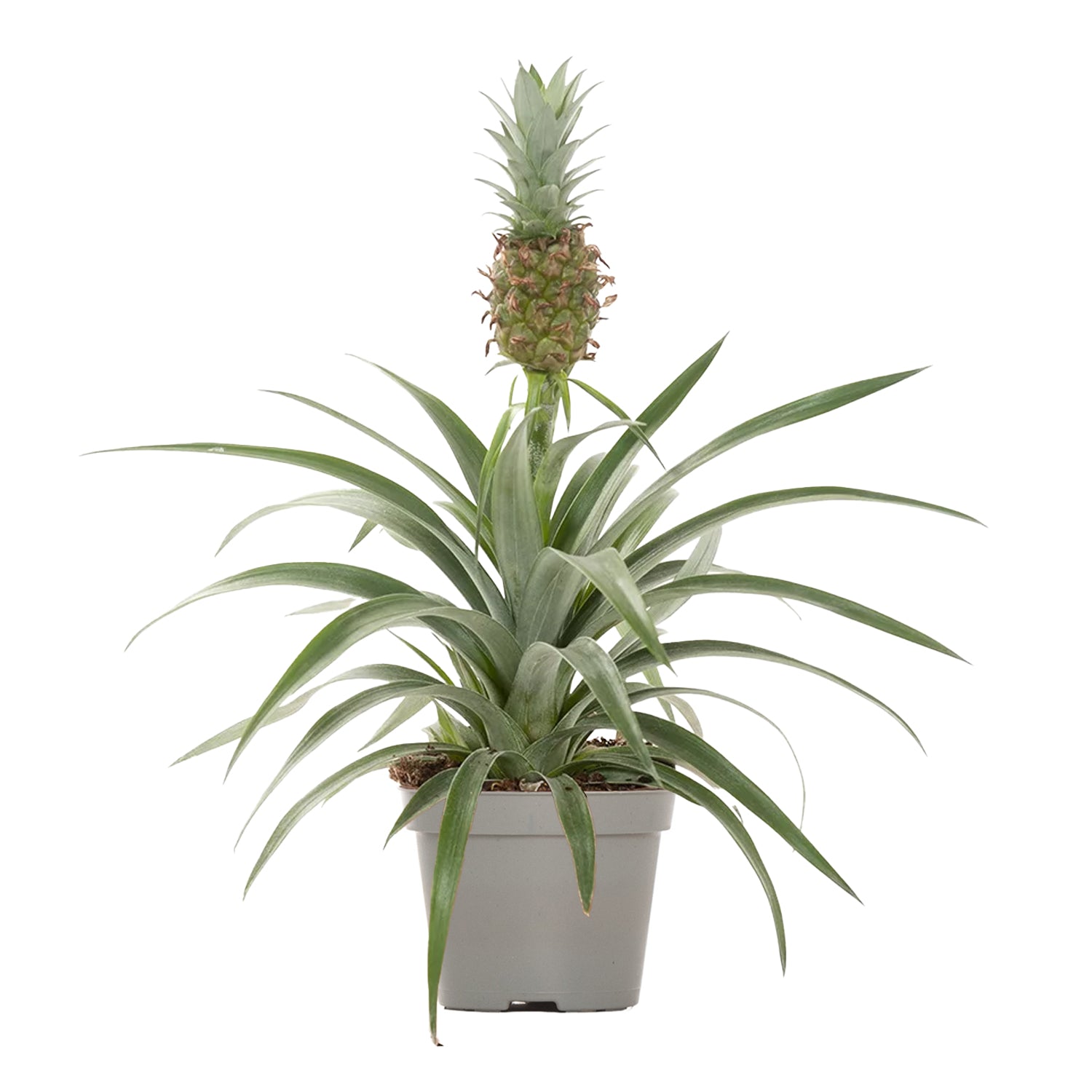 Pineapple Plant | Ananas Amigo | Prickle Plants