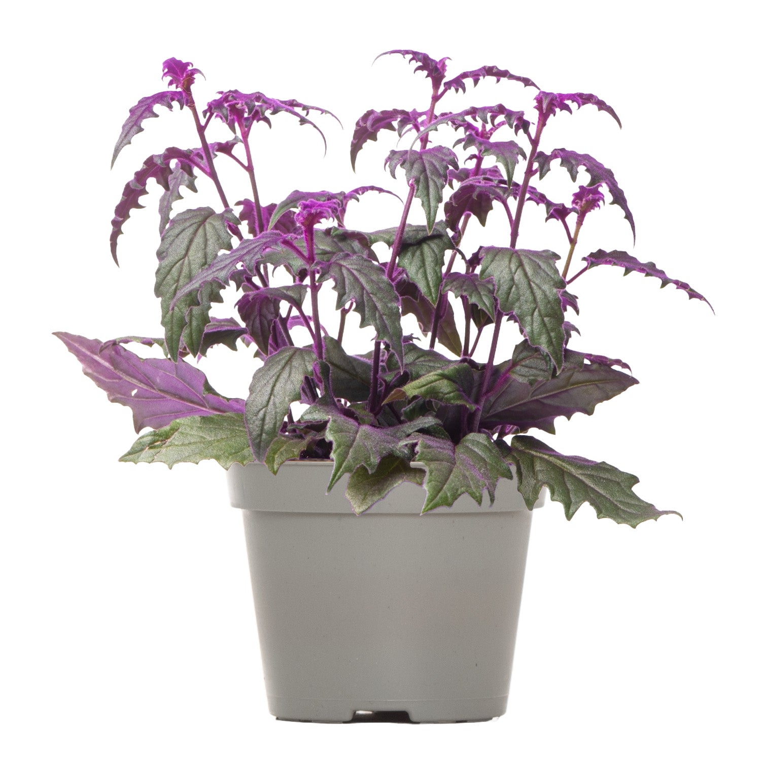 purple velvet hanging plant Velvet Plant | Gynura Purple Passion