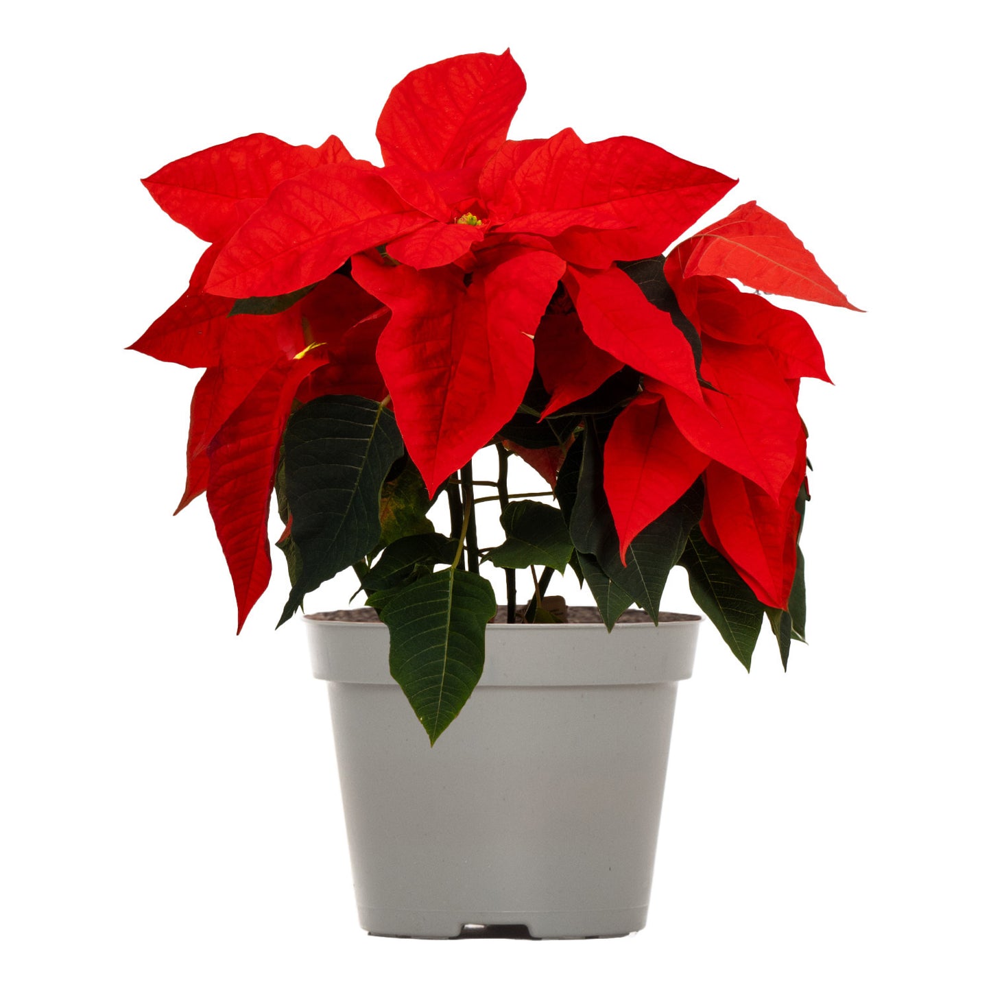 Orange Poinsettia