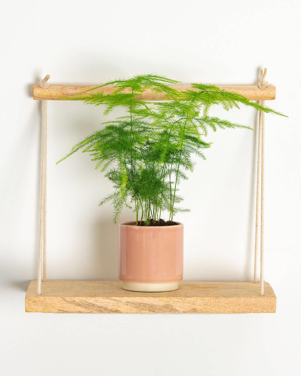 Lil' Asparagus Fern