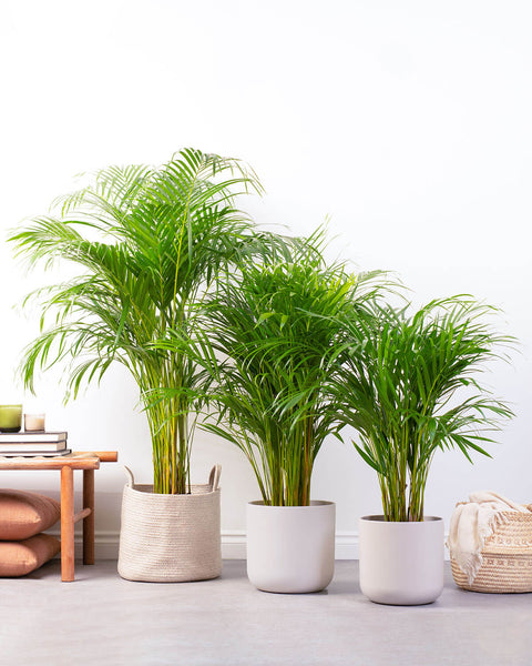 butterfly palm indoor plant Areca Palm