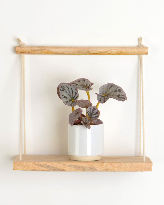 Lil' Begonia Chayo