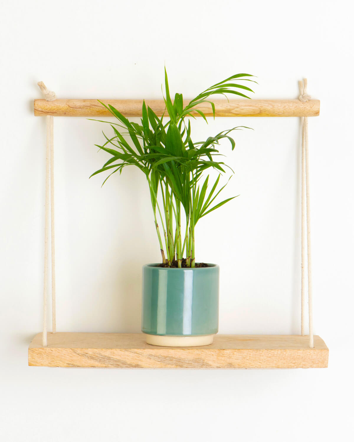 Lil Parlour Palm