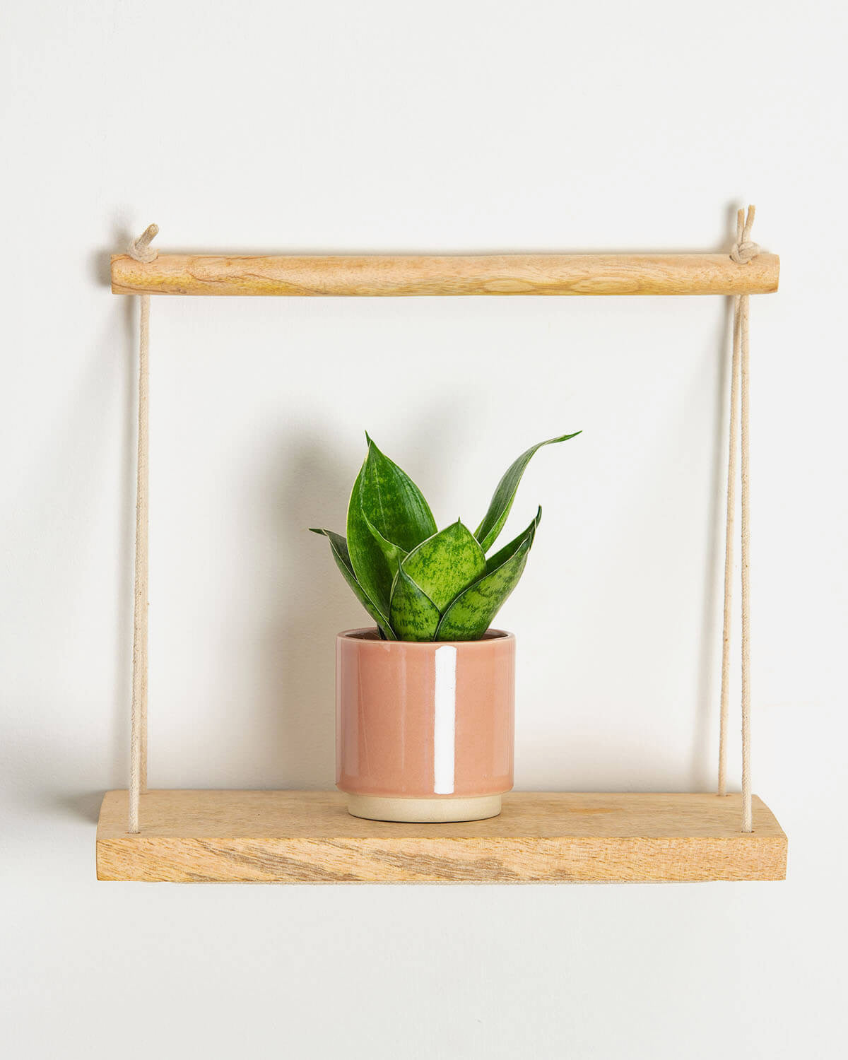 hanging sansevieria Lil' Snake Plant | Sansevieria Green Hahnii