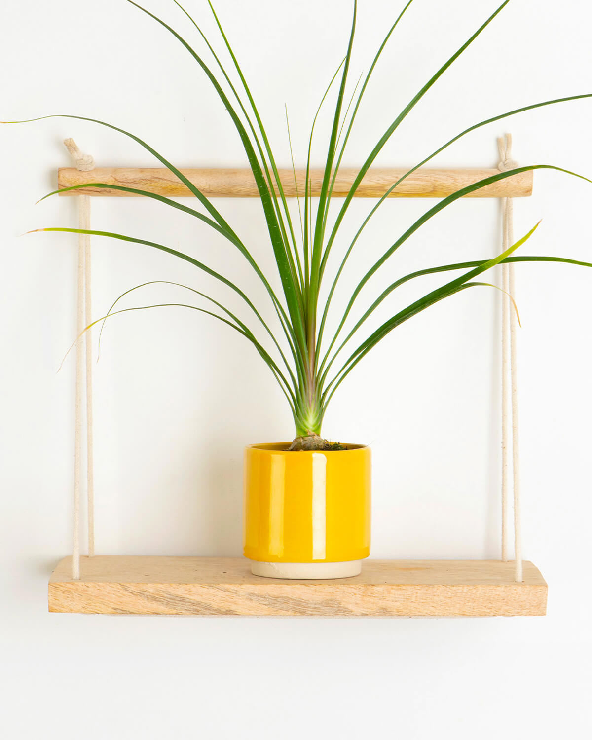 Lil' Ponytail Palm