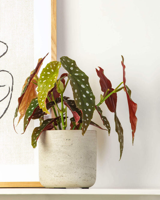 Polka Dot Begonia