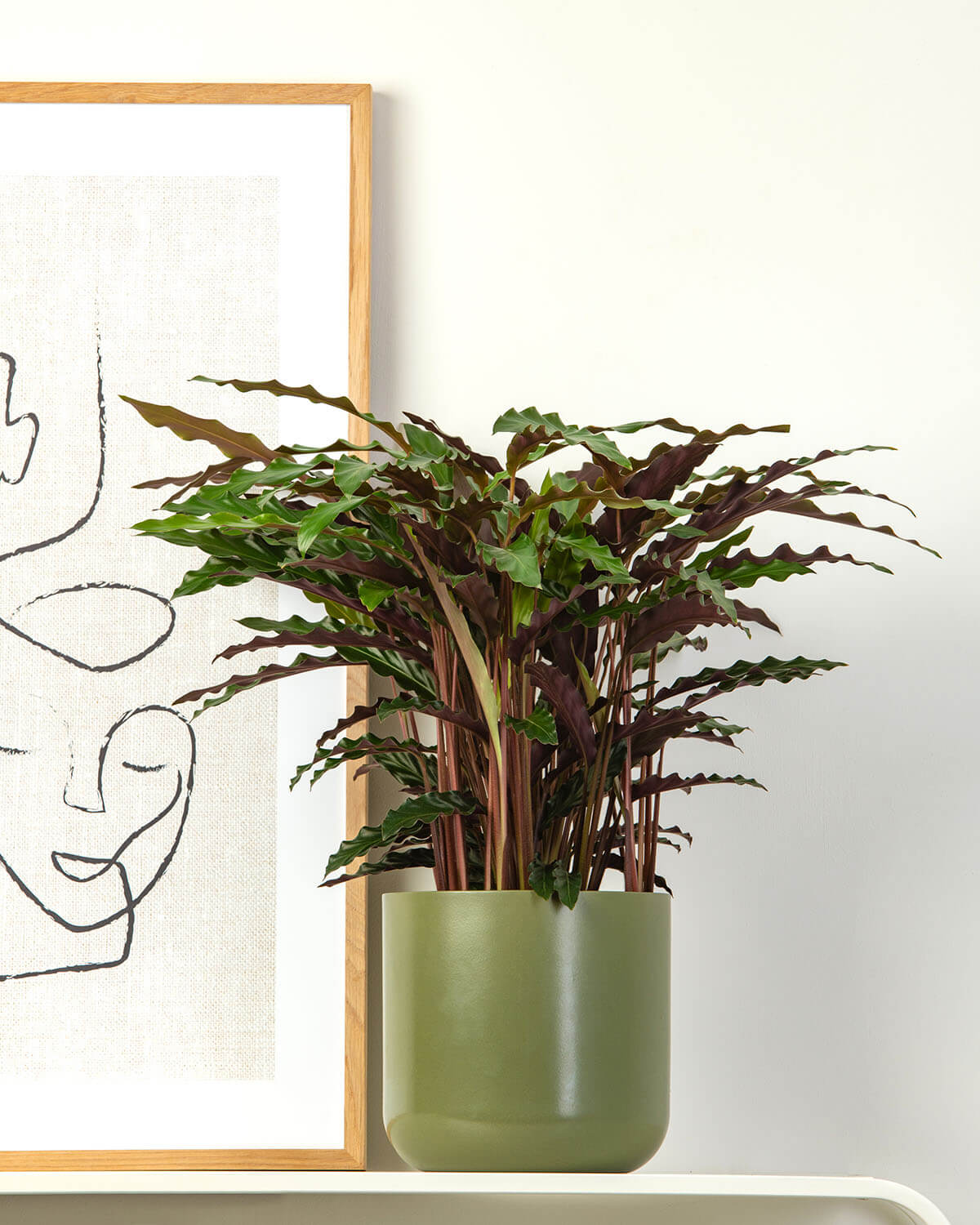 Elgergrass Prayer Plant