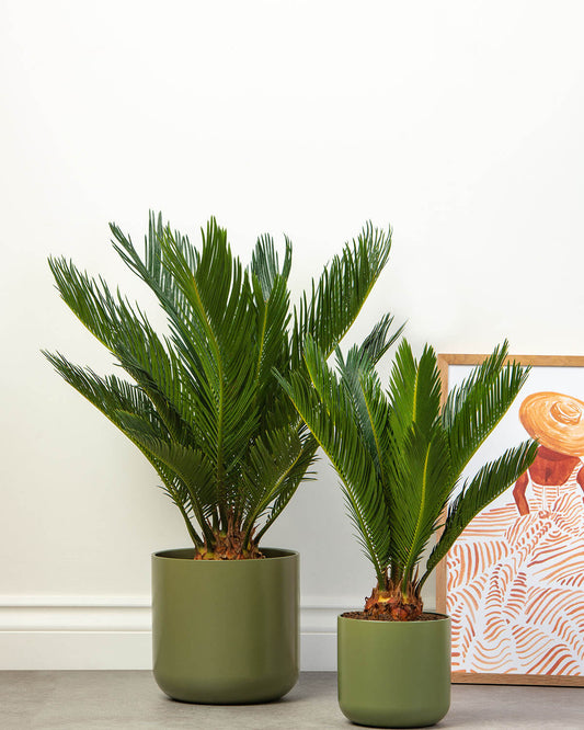 Sago Palm