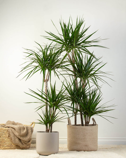 Dragon Tree