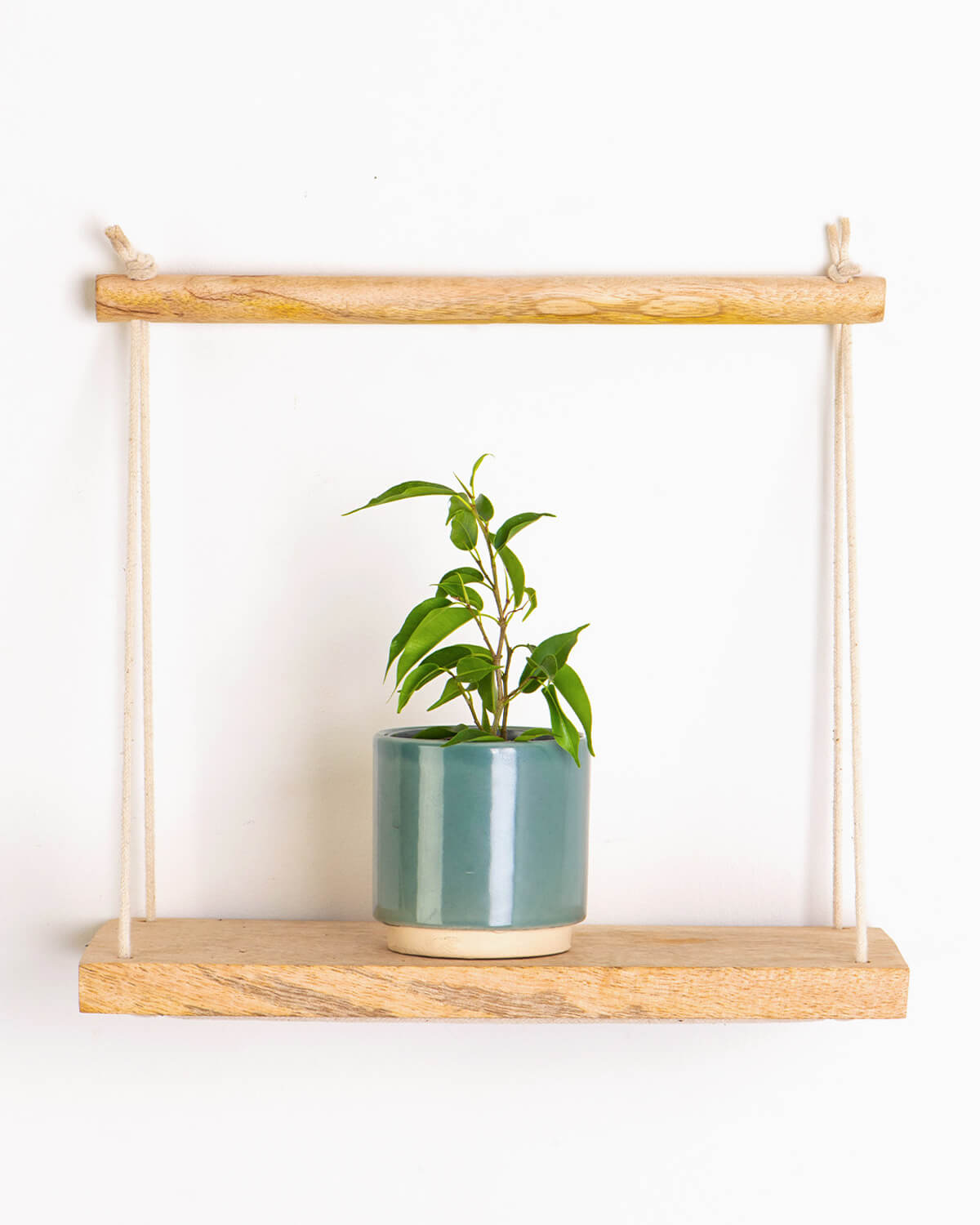 Lil Weeping Fig