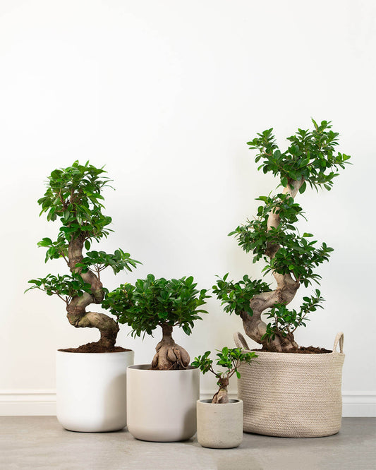 Ficus Bonsai Tree