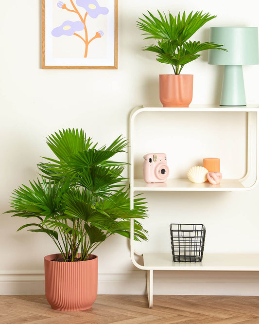 Footstool Palm