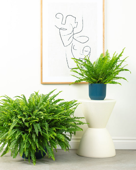 Boston Fern
