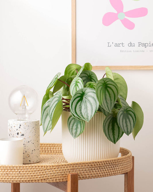 Watermelon Peperomia