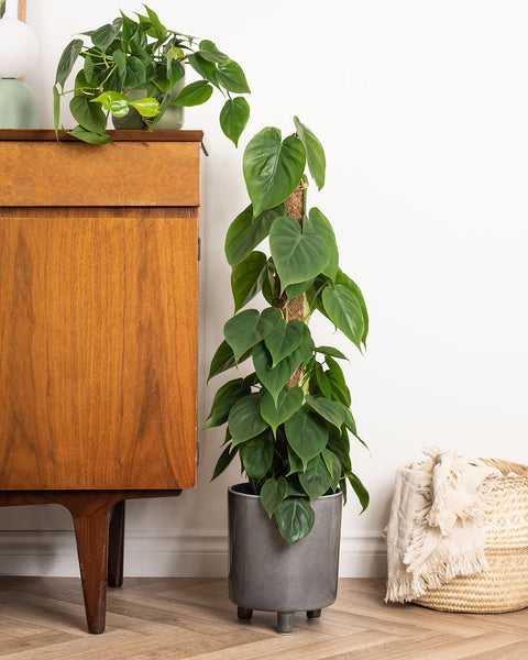 philodendron sweetheart plant Sweetheart Plant | Philodendron Scandens