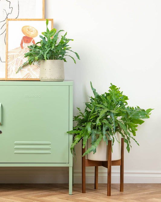 Blue Star Fern