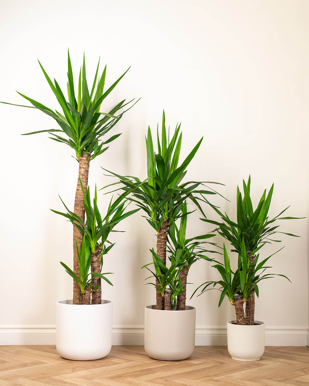 Spineless Yucca Plant | Yucca Elephantipes | Prickle Plants
