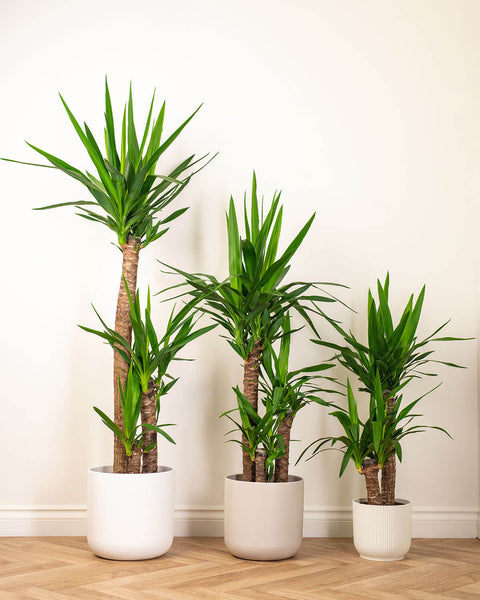 yucca cane full grown Yucca