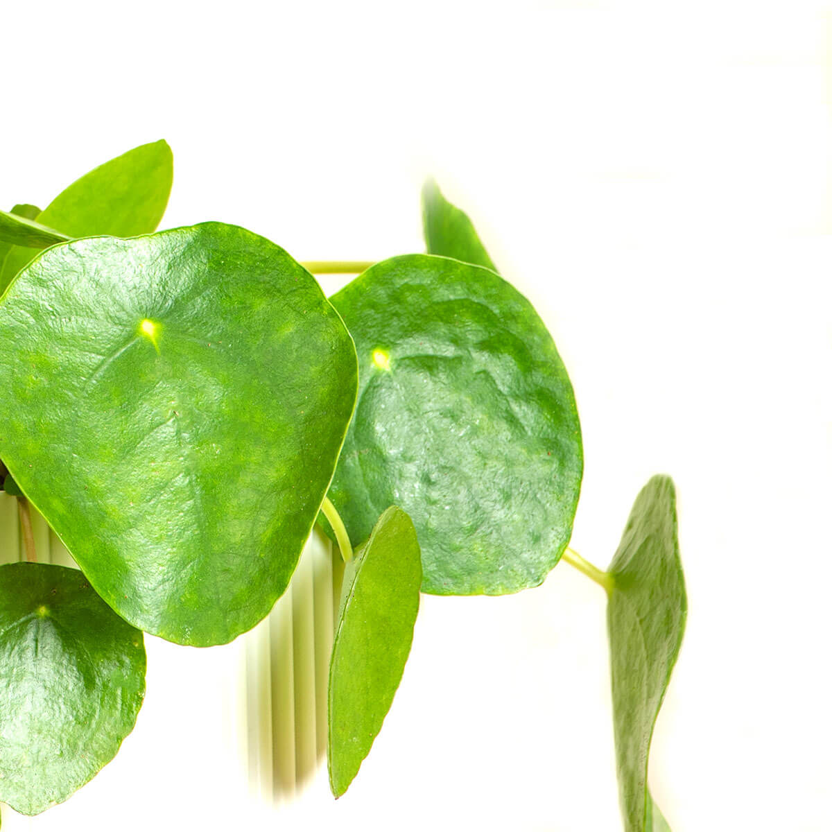 Chinese Money Plant