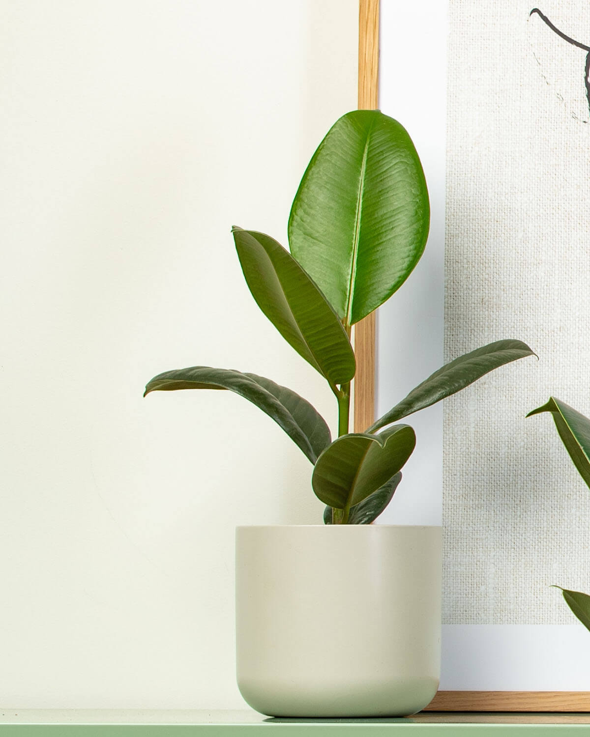 Robusta Rubber Plant