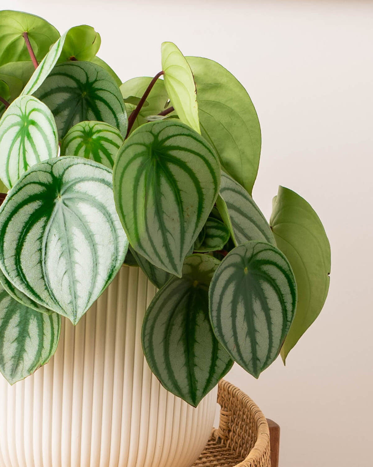 Watermelon Peperomia