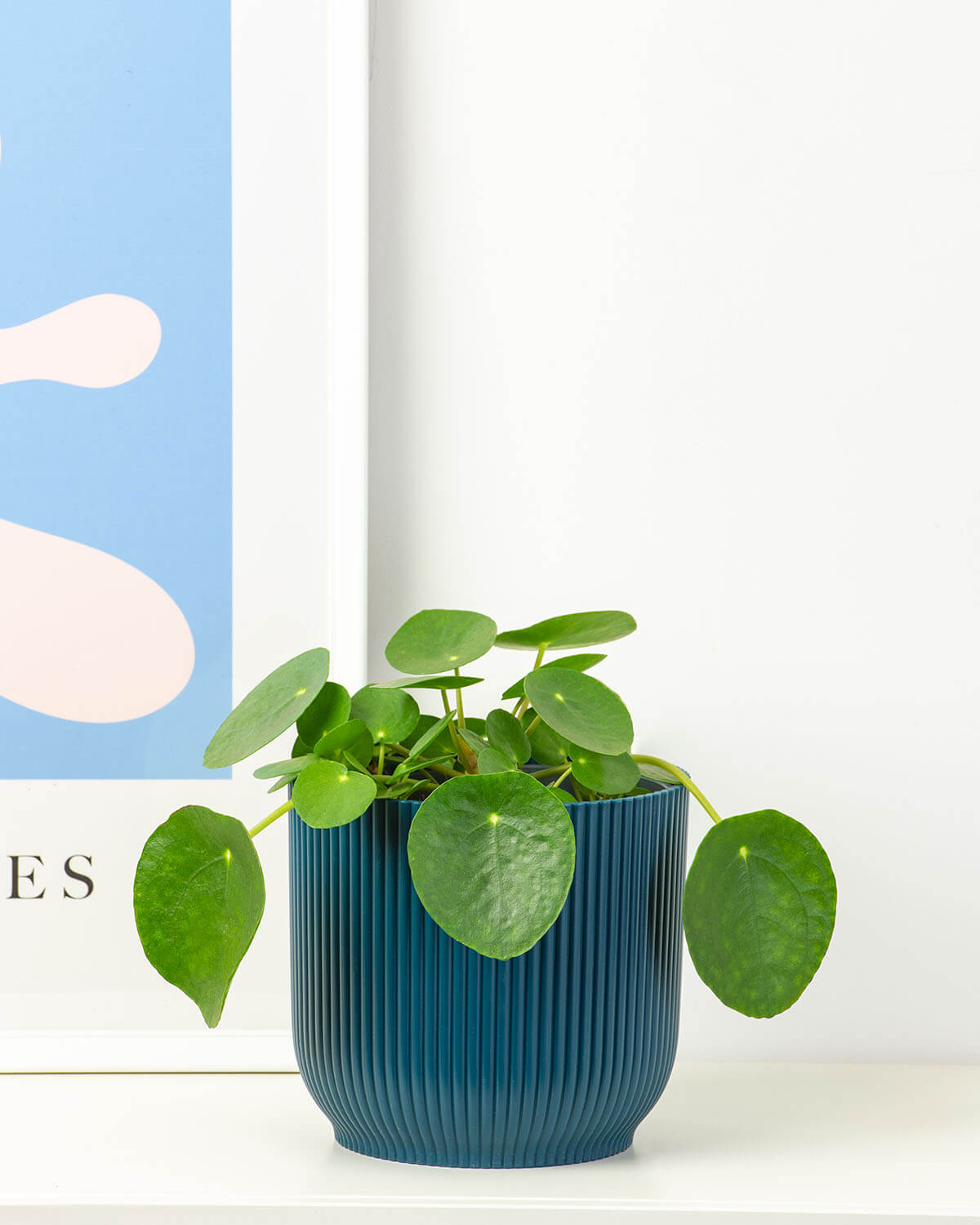 Chinese Money Plant