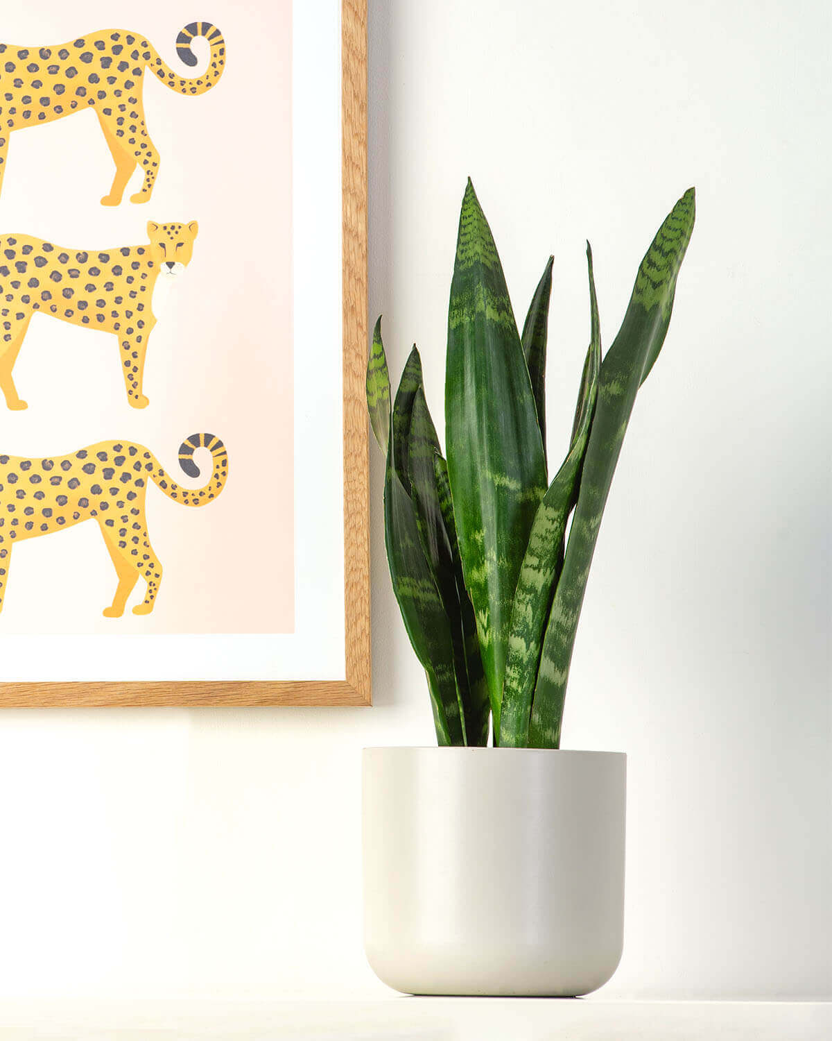 leopard snake plant Black Coral Snake Plant